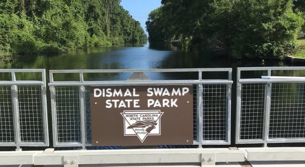 The Great Dismal Swamp Is An Otherworldly Destination On The North Carolina Border