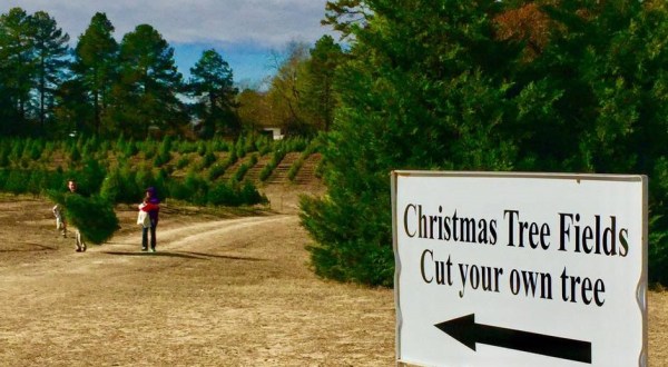 Pick And Cut Down Your Own Perfect Christmas Tree At Motley’s Tree Farm In Arkansas