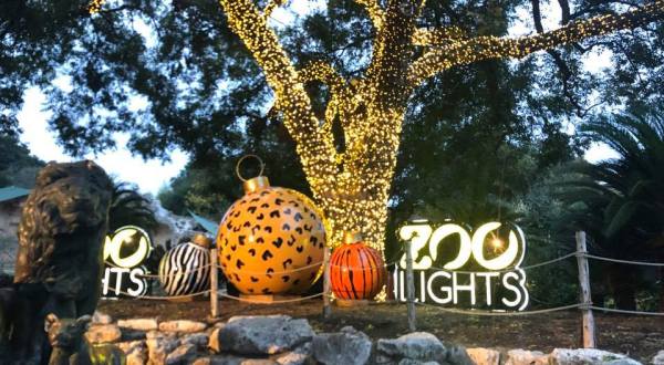 Even The Grinch Would Marvel At Whataburger Zoo Lights At The San Antonio Zoo In Texas
