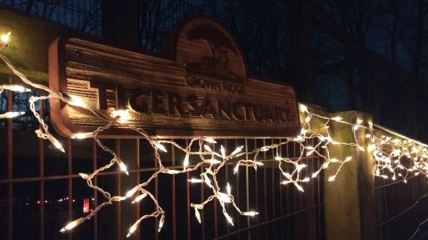 Stroll Along A One-Of-A-Kind Holiday Lights Tour At Crown Ridge Tiger Sanctuary In Missouri