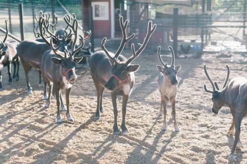 Be Fascinated By The Delightful Creatures You Meet At Washington's Best Reindeer Farm, Leavenworth Reindeer Farm