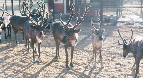 Be Fascinated By The Delightful Creatures You Meet At Washington’s Best Reindeer Farm, Leavenworth Reindeer Farm