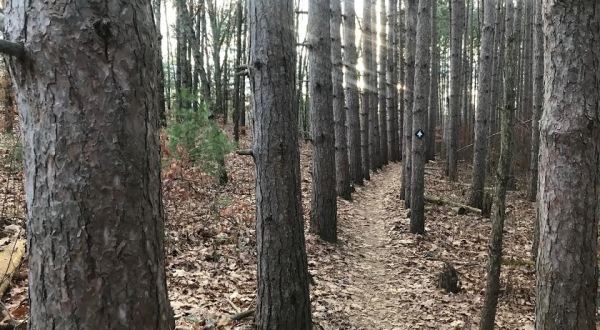 Luton Park In Michigan Offers Hiking And Biking Trails That Wind Through A Fantastic Forest