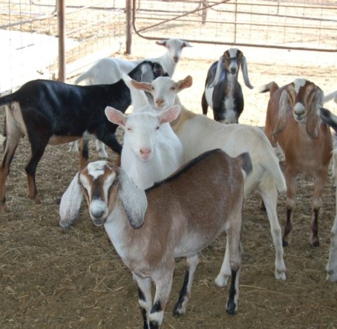 You'll Never Forget A Visit To Drake Family Farms, A One-Of-A-Kind Farm Filled With Goats In Southern California