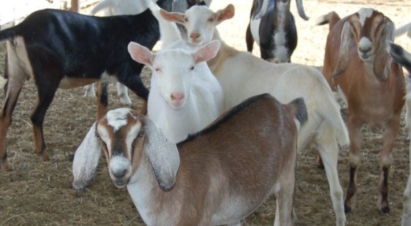 You’ll Never Forget A Visit To Drake Family Farms, A One-Of-A-Kind Farm Filled With Goats In Southern California