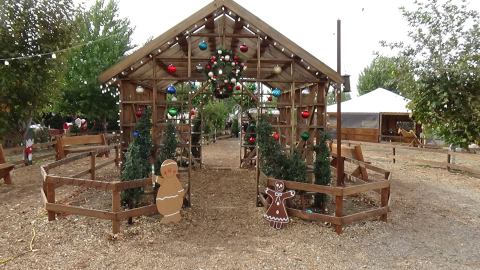 Stroll Through A Magical Christmas Tree Farm In Southern California, Live Oak Canyon Farm, For A Festive Holiday Outing