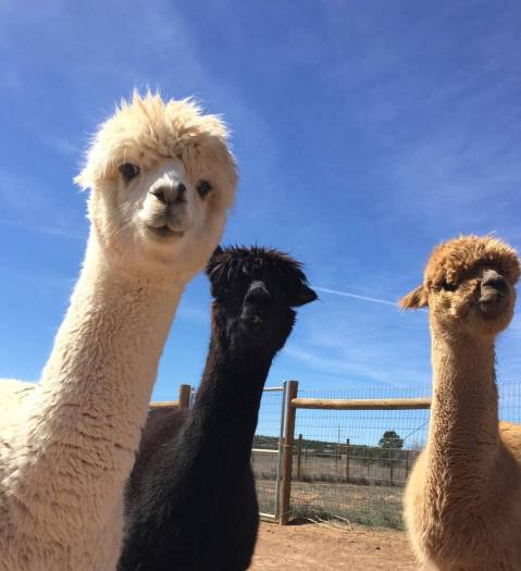 You'll Never Forget A Visit to Hollywick Farms, A One-Of-A-Kind Farm Filled With Alpacas In New Mexico