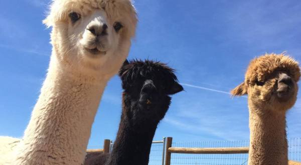 You’ll Never Forget A Visit to Hollywick Farms, A One-Of-A-Kind Farm Filled With Alpacas In New Mexico