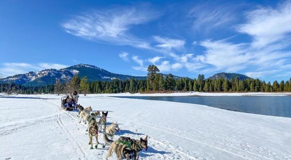 This Winter, Take A Dog Sled Tour Through The Snowy Landscape With Sierra Husky Tours In Northern California