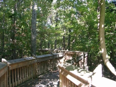 Visit This Park In Mississippi That's Home To Well-Hidden Secret, A Tree Top Trail