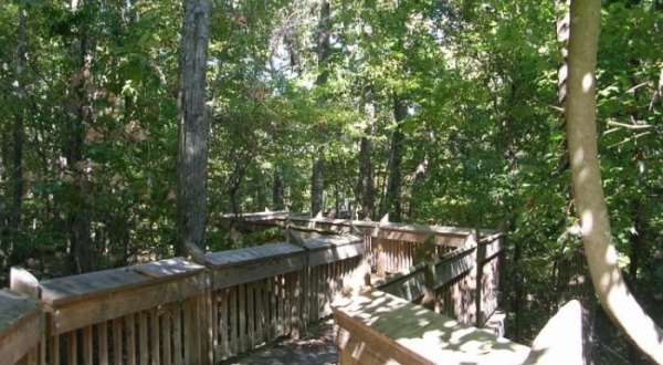 Visit This Park In Mississippi That’s Home To Well-Hidden Secret, A Tree Top Trail