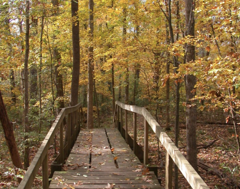 Lose Yourself In An Enchanted Hike Through The Walter B. Jacobs Memorial Park In Louisiana