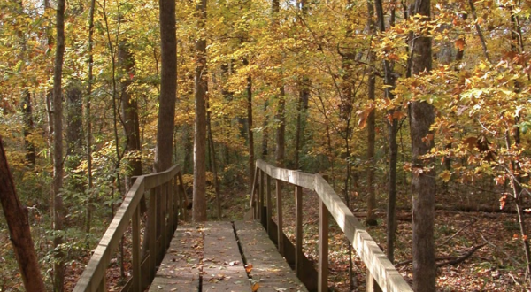 Lose Yourself In An Enchanted Hike Through The Walter B. Jacobs Memorial Park In Louisiana