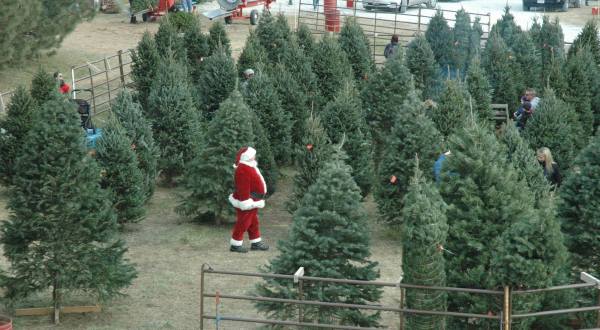 Take A Hayrack Ride Through An Idyllic Christmas Tree Farm At Santa’s Woods In Nebraska
