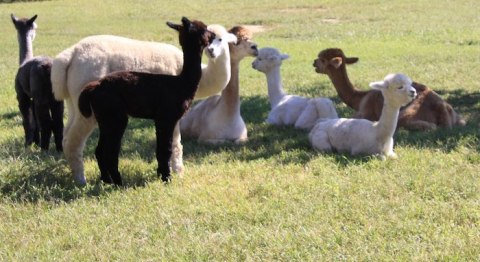 You'll Never Forget A Visit To Painted Sky Alpaca Farm, A One-Of-A-Kind Farm Filled With Alpacas In Maryland