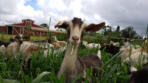 Hang Out With Goats At The Ultra-Charming Sweet Land Farm In Hawaii