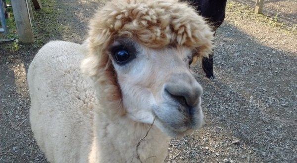 You’ll Never Forget A Visit To Shaftsbury Alpacas, A One-Of-A-Kind Farm Filled With Alpacas In Vermont