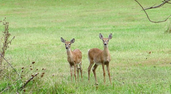 130 Years Ago, White-Tail Deer Had Nearly Vanished From West Virginia