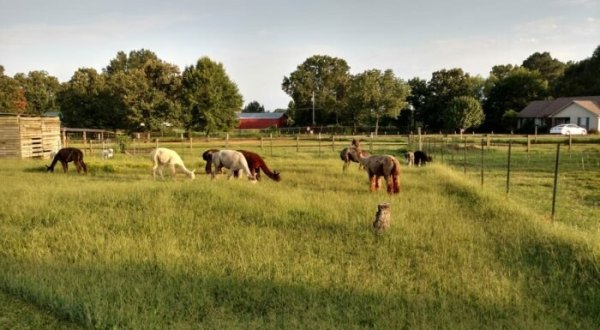 Sweet Clover Alpaca Farm In Arkansas Makes For A Fun Family Day Trip
