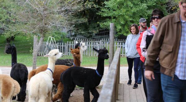 Be Fascinated By The Delightful Creatures You Meet At Michigan’s Best Alpaca Farm, Rainbow’s End
