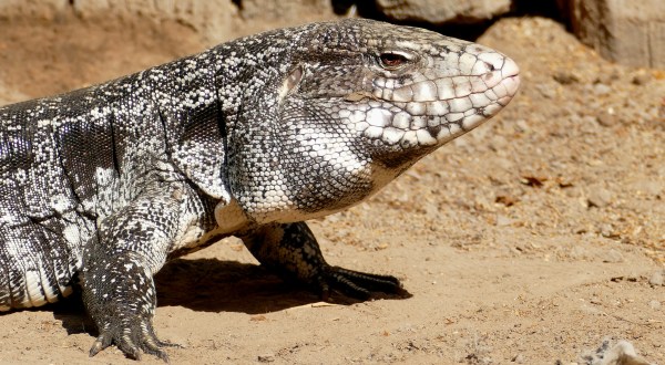 Everything To Know About The Four-Foot-Long Lizards Invading Georgia Right Now