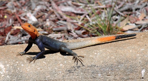 Everything To Know About The Red-Headed Lizards Invading Florida Right Now
