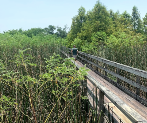 Take A Brief But Beautiful Hike Through The Bayou Sauvage National Wildlife Refuge Near New Orleans