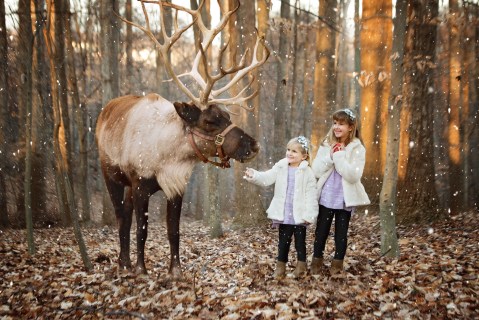 Visit With A Real, Live Reindeer For The Ultimate Christmas Adventure In West Virginia