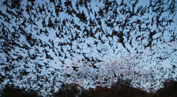 Texas’ Bracken Bat Cave Is Home To The Largest Bat Colony In The World