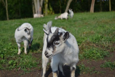 You'll Never Forget A Visit To The Farm at Walnut Creek, A One-Of-A-Kind Farm Filled With Goats In Ohio