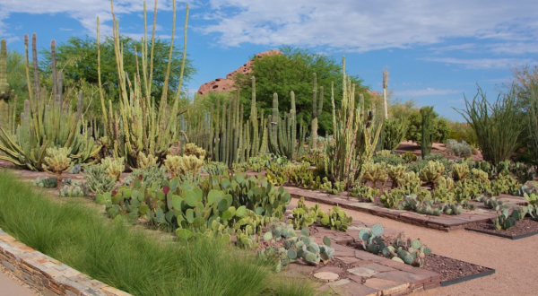 Admission-Free Once A Month, The Desert Botanical Garden In Arizona Is The Perfect Day Trip Destination
