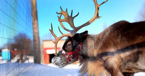 The Holidays Aren't Complete Without A Visit To The Positively Magical Vermont Reindeer Farm