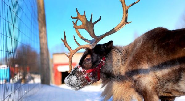The Holidays Aren’t Complete Without A Visit To The Positively Magical Vermont Reindeer Farm