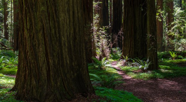 Walk Among The Tallest Trees In The World At Founders’ Grove In Northern California