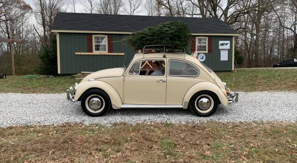These 5 Farms Around Tennessee Are The Best Spots To Pick Out Your Christmas Tree This Year