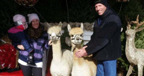 Take Selfies With Alpacas And Find The Perfect Christmas Tree At Farmer Jack's In New Jersey