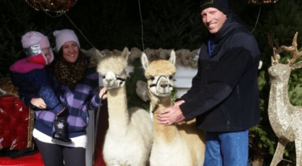 Take Selfies With Alpacas And Find The Perfect Christmas Tree At Farmer Jack’s In New Jersey
