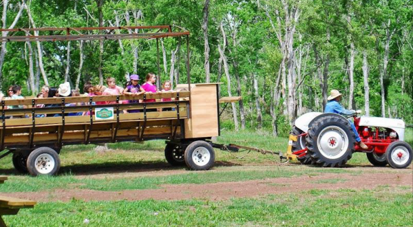 You’ll Never Forget A Visit To Blessington Farms, A One-Of-A-Kind Farm Filled With Strawberry Fields In Texas