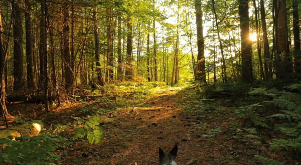 The Brief But Beautiful Warren Woods Trail Loop in Maine Is Fun For The Whole Family