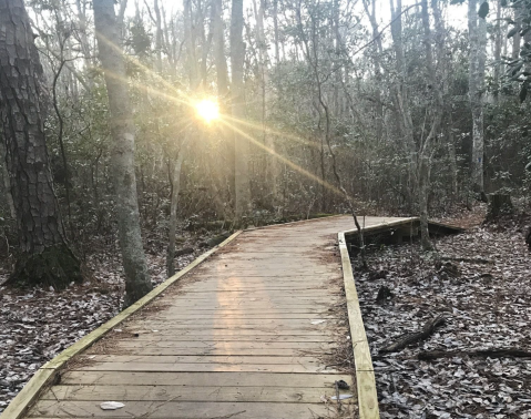The Osmanthus Trail Is A 3-Mile Loop In Virginia That's Even Lovelier In The Wintertime