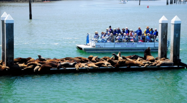 Explore The Wetlands And See Marine Animals On The Elkhorn Slough Safari In Northern California