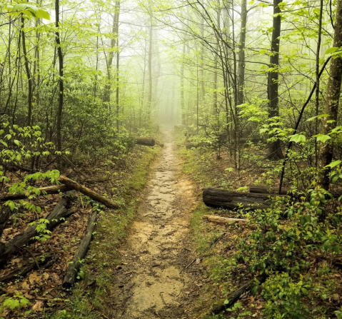 Hazel Falls Is An Enchanted Wooded Trail That Leads To A Beautiful Waterfall In Virginia