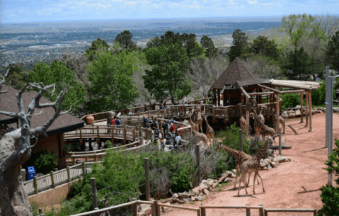 Here's Why The Cheyenne Mountain Zoo In Colorado Is Being Called One Of The Best Zoos In The Country