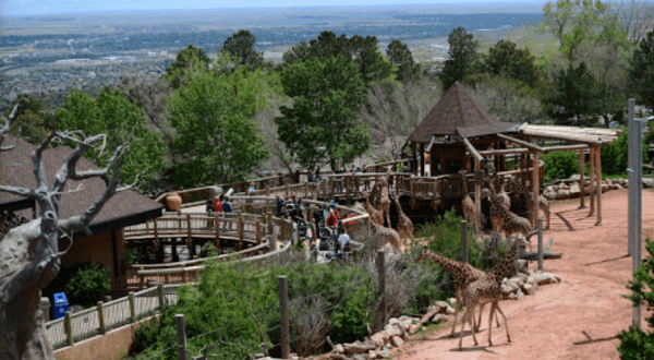 Here’s Why The Cheyenne Mountain Zoo In Colorado Is Being Called One Of The Best Zoos In The Country