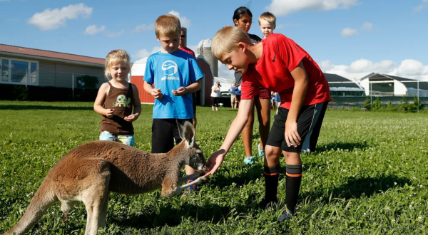 Be Fascinated By The Delightful Creatures You Meet At Iowa’s Best Kangaroo Farm, Hansen’s Dairy