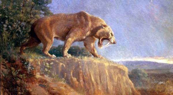 Huge Saber-Toothed Tigers Once Roamed West Virginia, But Now Just Their Bones Are Left