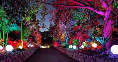 The Spectacular GLOWing Garden In Southern California At South Coast Botanical Garden Will Fill You With Holiday Cheer