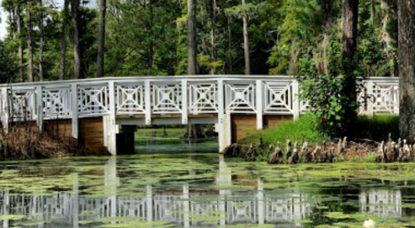 Stroll Along Original Dikes From A Centuries Old Rice Plantation At Cypress Gardens In South Carolina