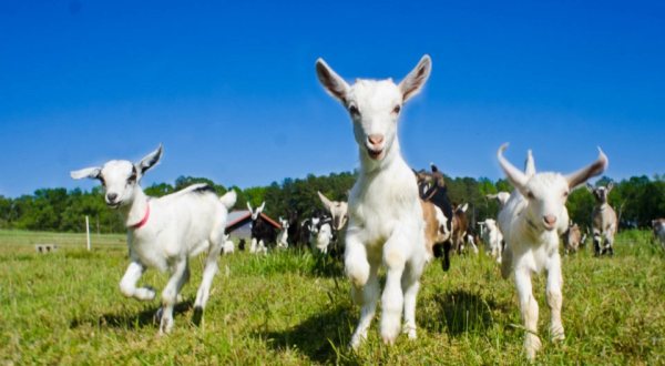 You’ll Never Forget A Visit To Prodigal Farm, A One-Of-A-Kind Farm Filled With Baby Goats In North Carolina