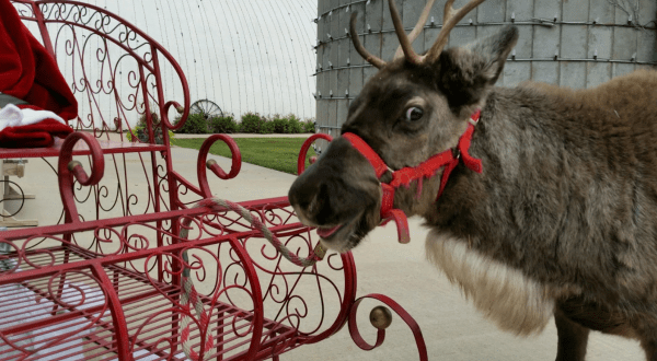 You’ll Be Fascinated By The Delightful Creatures You Meet At Kansas’s Best Reindeer Farm, Fulton Valley Farms